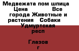 Медвежата пом шпица › Цена ­ 40 000 - Все города Животные и растения » Собаки   . Удмуртская респ.,Глазов г.